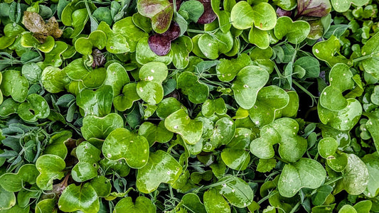 Microgreens Vs Greens