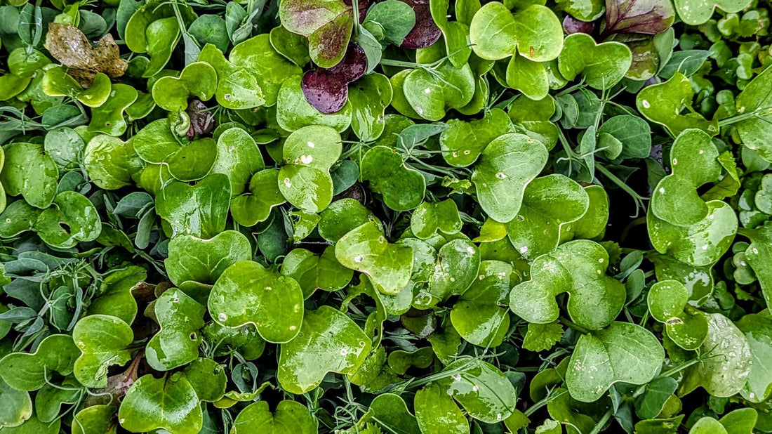 Microgreens Vs Greens