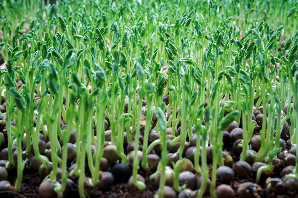 Why Take Microgreens?