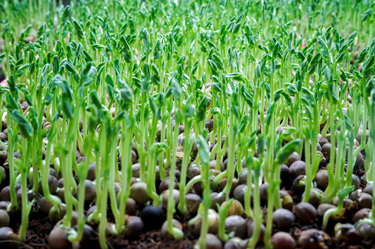 Why Take Microgreens?