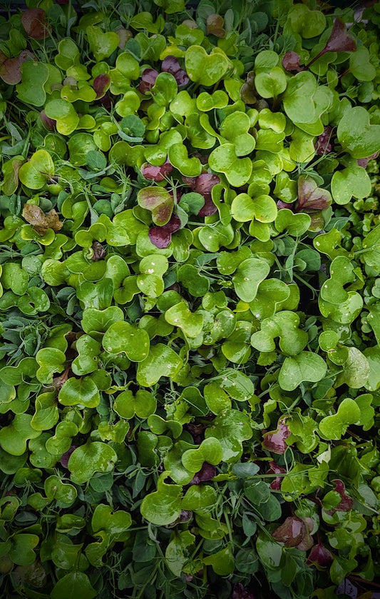 Green Fuel Fusion – Triple Microgreen Powder (150g) - Coming Soon